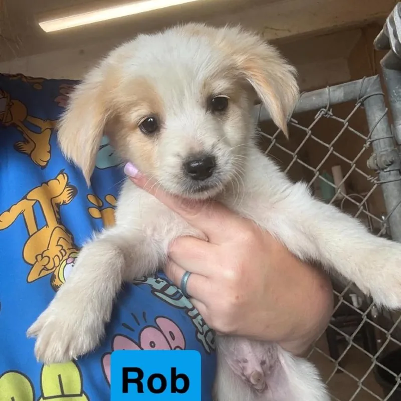 A baby small-sized male Australian Shepherd dog named Rob for adoption in Pearsall, TX