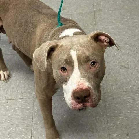 An adult medium-sized female Pit Bull Terrier dog named Ellie for adoption in Bastrop, TX