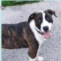 A young medium-sized male Brindle Mixed Breed dog named Mario for adoption in Novelty, OH