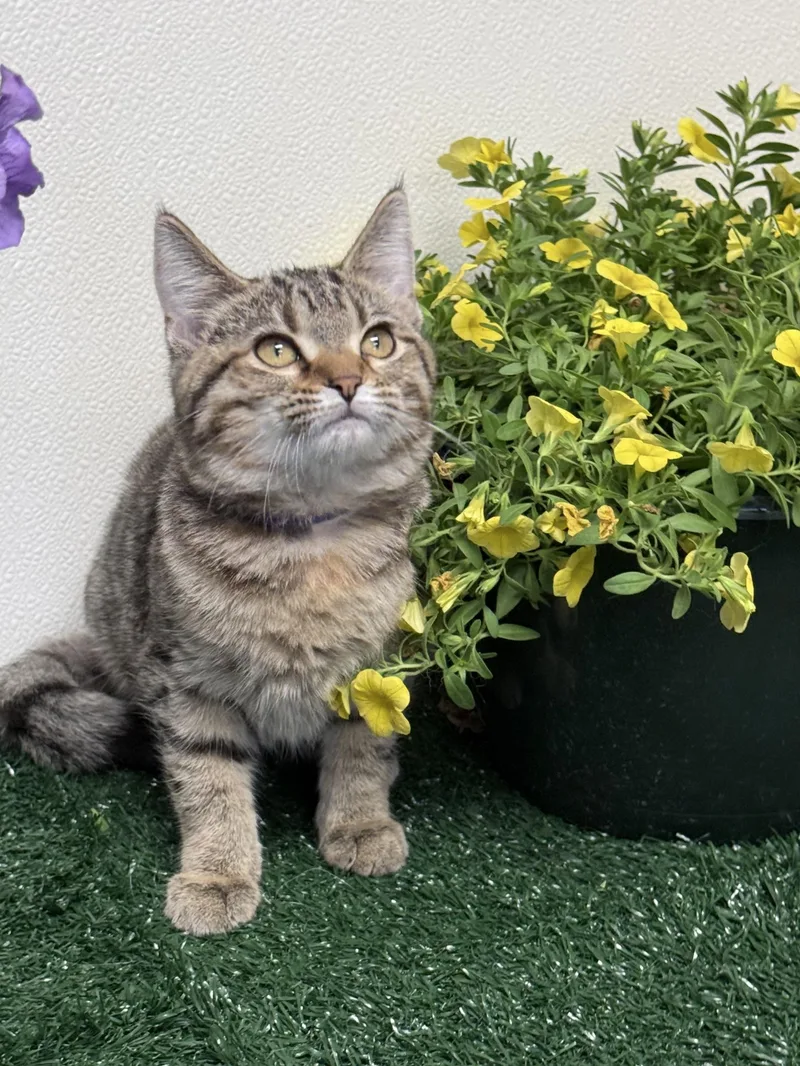 A young medium-sized female Tabby (Brown / Chocolate) Domestic Short Hair cat named Gale for adoption in Effingham, IL