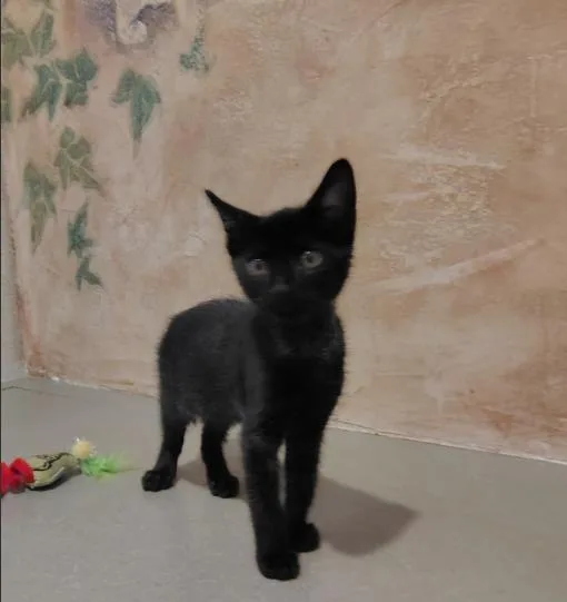 A baby medium-sized male Domestic Medium Hair cat named Itsie for adoption in Lincoln, CA