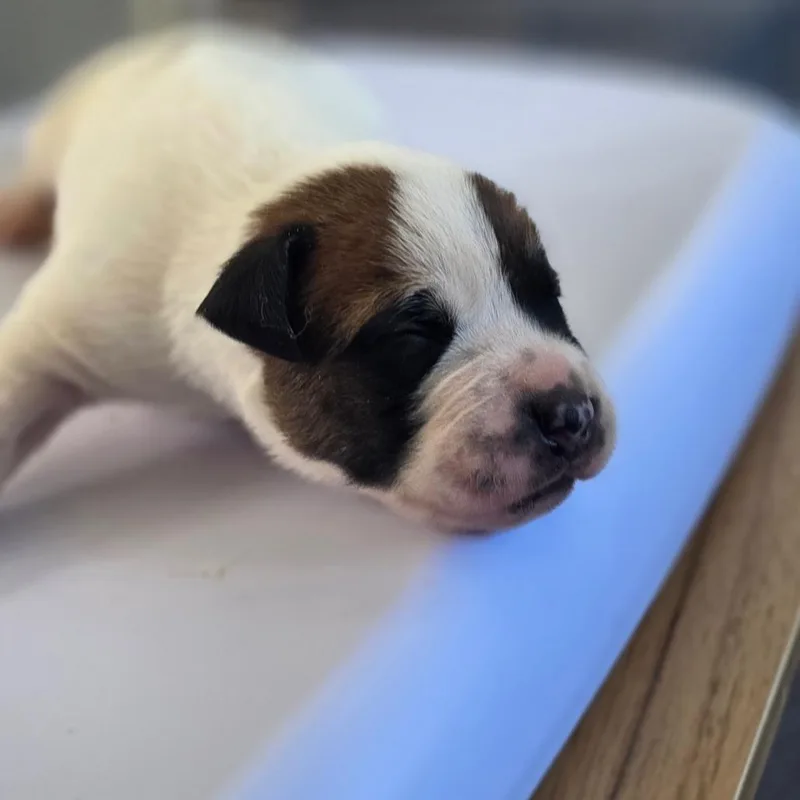 Odie thumbnail 3