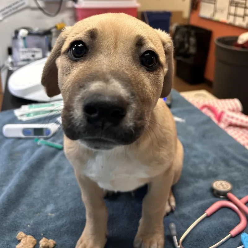 A baby small-sized male Yellow / Tan / Blond / Fawn Mixed Breed dog named Beaker for adoption in Flagstaff, AZ