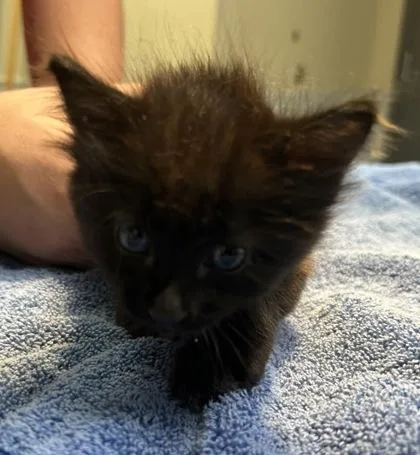 A young medium-sized female Domestic Long Hair cat named Mjoll for adoption in Kansas City, MO