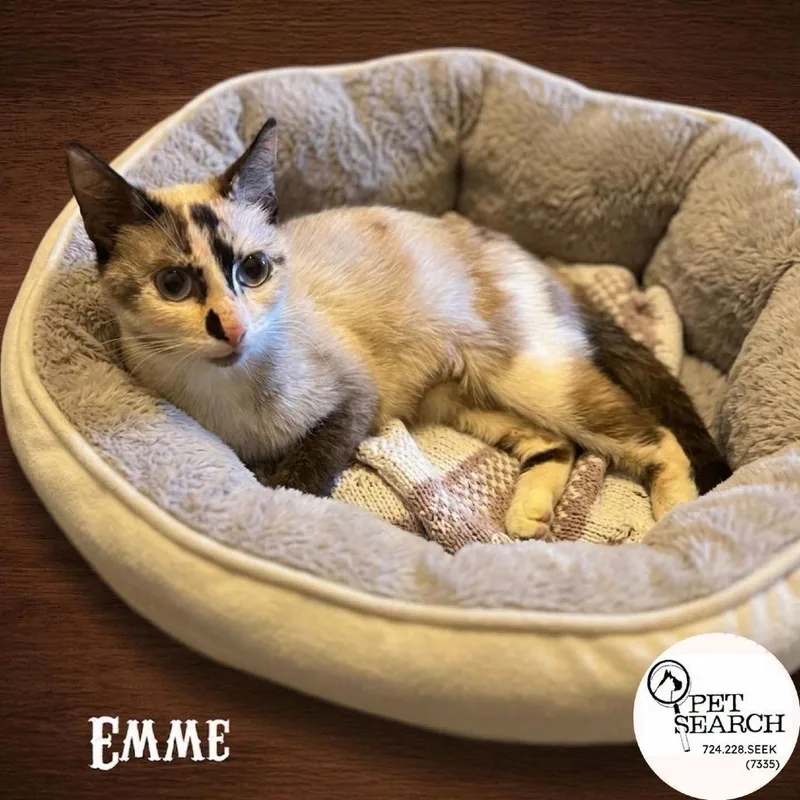 An adult small-sized female White Siamese cat named Emme for adoption in Washington, PA