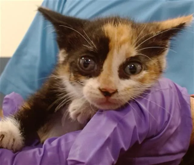 A baby small-sized female Domestic Short Hair cat named Blossom for adoption in Miami, FL