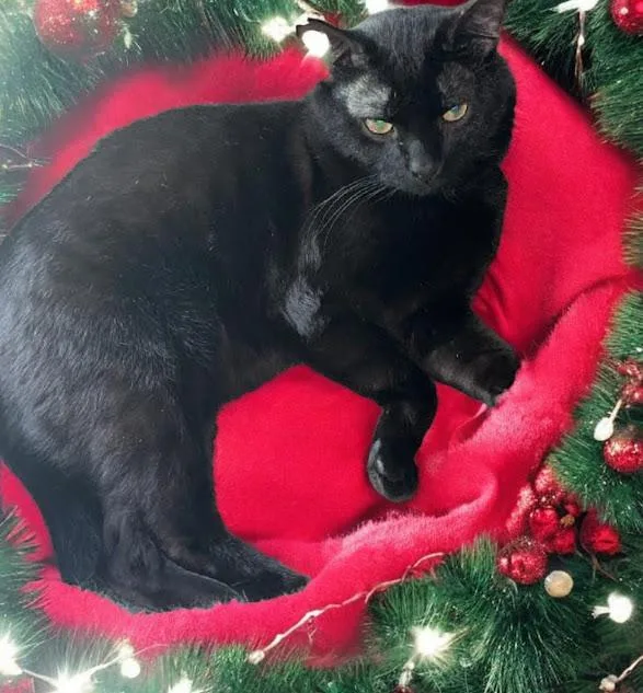 A young medium-sized male Black Domestic Short Hair cat named Joey for adoption in Owatonna, MN