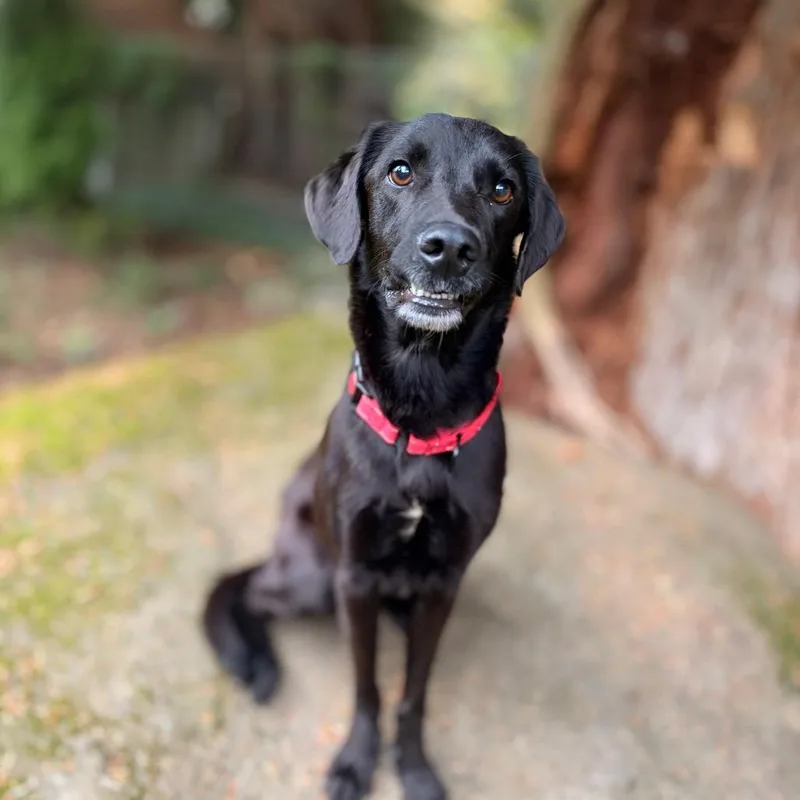 An adult medium-sized male Black Mixed Breed dog named Reggie for adoption in Bellingham, WA