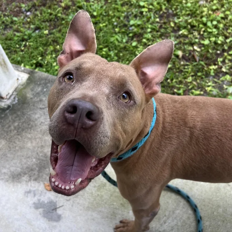 An adult medium-sized female Mixed Breed dog named Tiki for adoption in Naples, FL