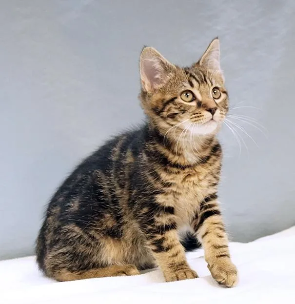 A baby medium-sized male Tabby (Brown / Chocolate) Domestic Medium Hair cat named William for adoption in Maynardville, TN