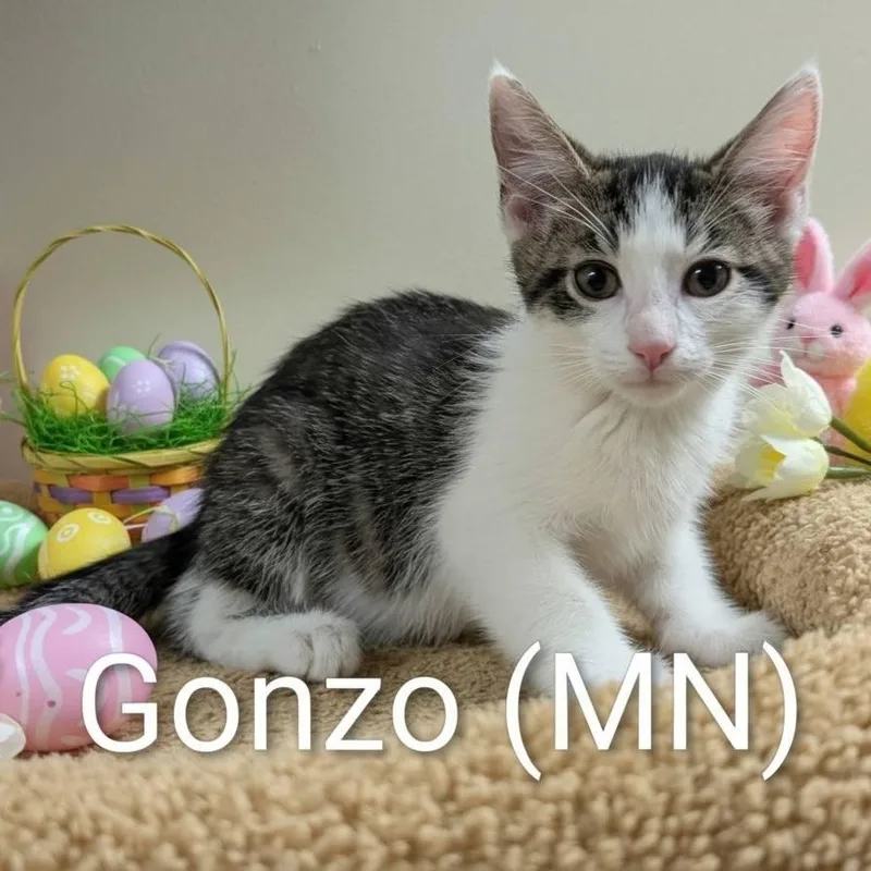 A baby medium-sized male Tabby (Brown / Chocolate) Domestic Short Hair cat named Gonzo for adoption in Mazon, IL