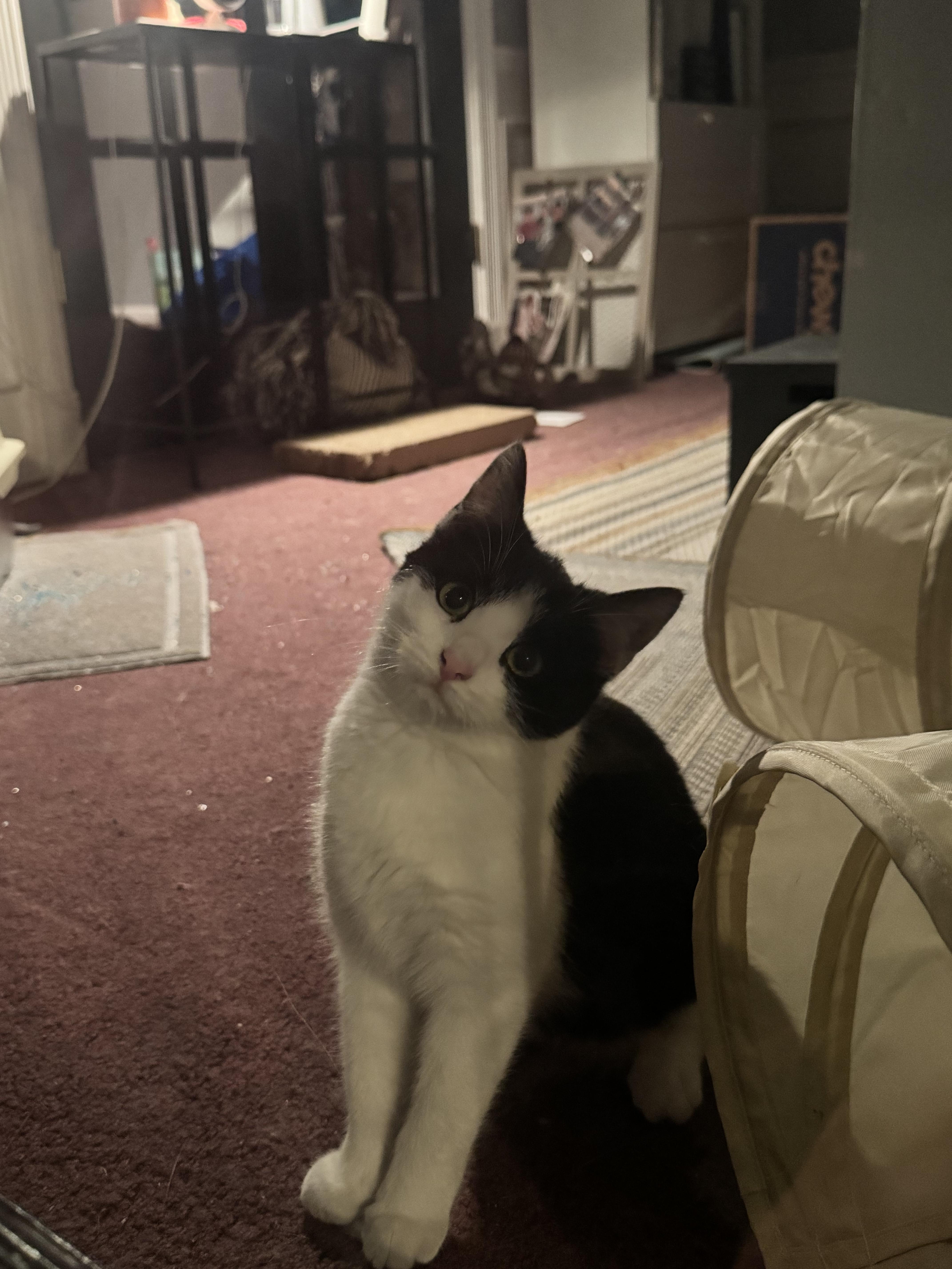 A young medium-sized female Black & White / Tuxedo Domestic Short Hair cat named Georgey for adoption in Philadelphia, PA