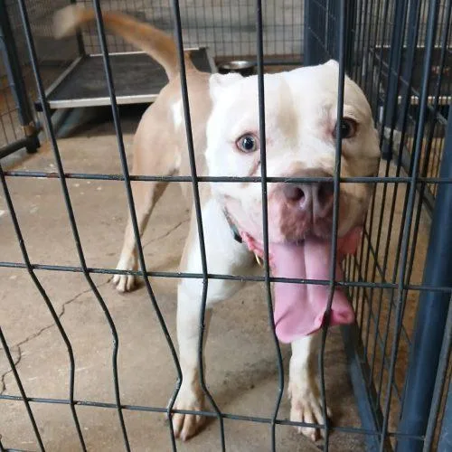 A baby medium-sized female Yellow / Tan / Blond / Fawn Terrier dog named Dixie for adoption in Fort Lauderdale, FL