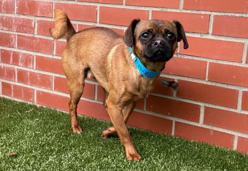 Lester