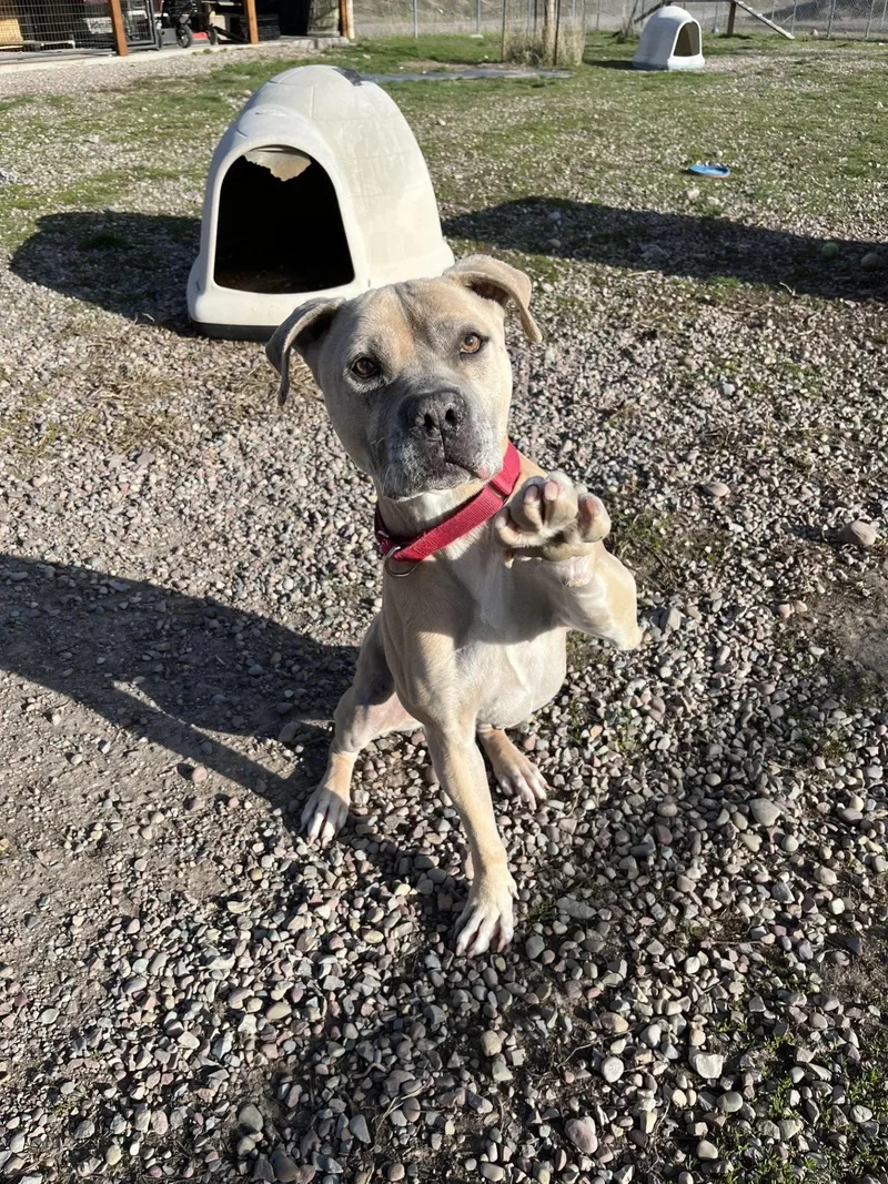 An adult medium-sized female Apricot / Beige Pit Bull Terrier dog named Bella for adoption in Polson, MT