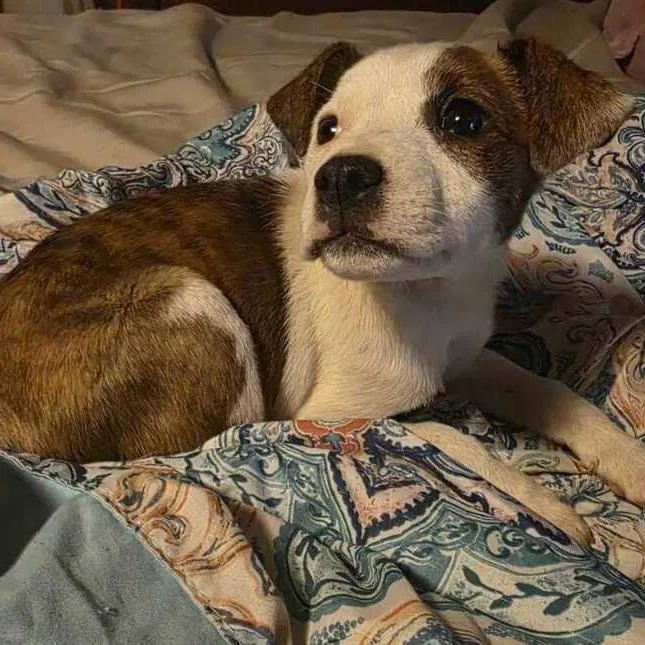 A baby small-sized female Brindle Mixed Breed dog named Storm Chaser for adoption in Waynesville, NC