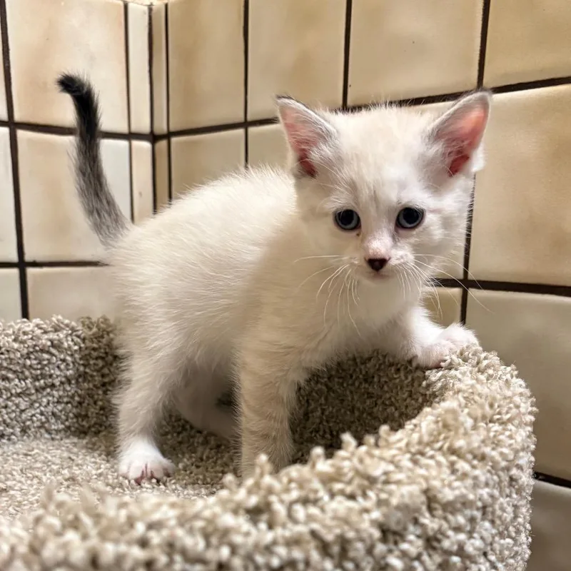 A baby small-sized female Tortoiseshell Domestic Short Hair cat named Dotty for adoption in St. Paul, MN