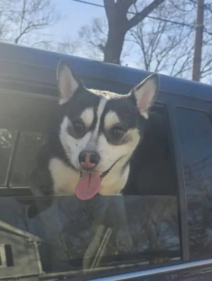 Janice Ave Stray thumbnail 2