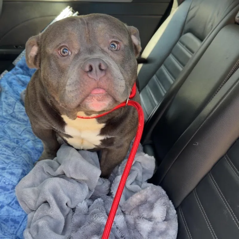 A young small-sized male American Staffordshire Terrier dog named Tank for adoption in Blair, WI