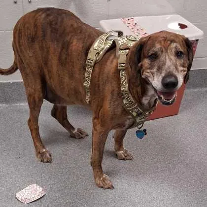 An adult large-sized male Mixed Breed dog named Sawyer for adoption in Sevierville, TN