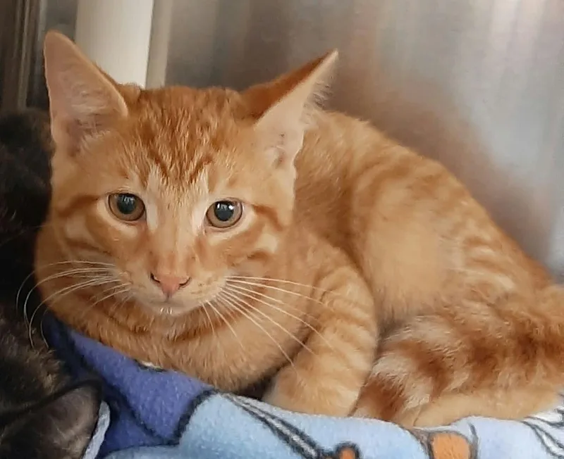 A baby medium-sized male Orange / Red Domestic Short Hair cat named Pumpkin Spice for adoption in Georgetown, OH