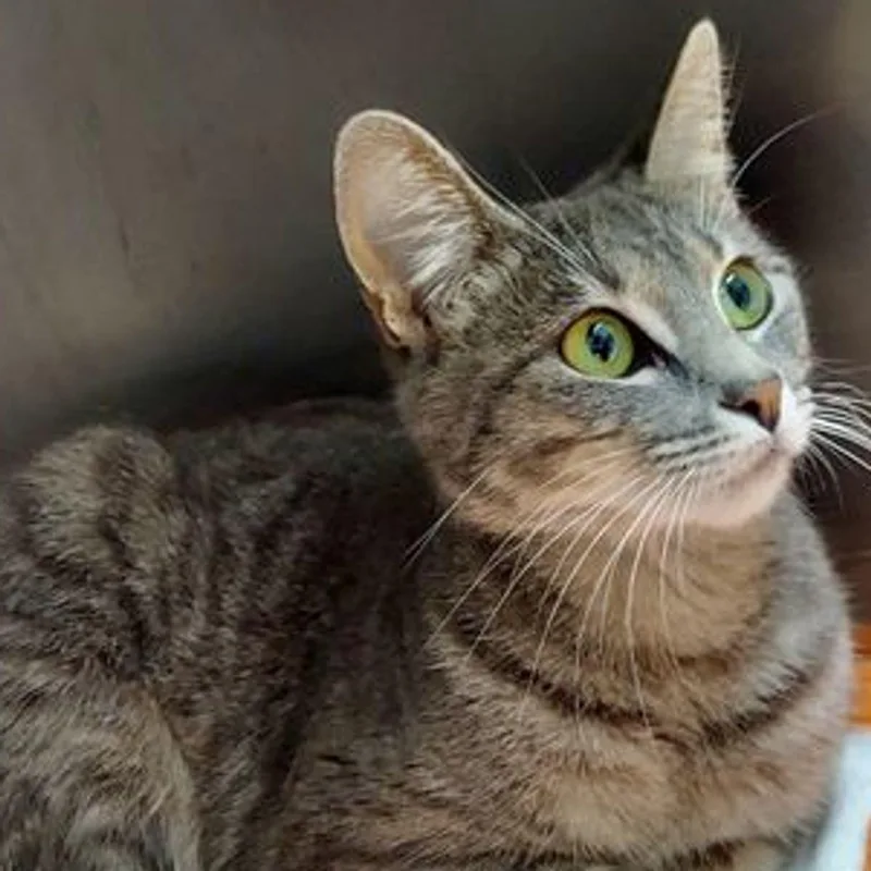 An adult medium-sized female Domestic Short Hair cat named Luna for adoption in Lake Havasu City, AZ