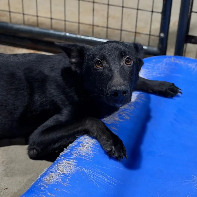 An adult medium-sized male Black German Shepherd Dog dog named Willy for adoption in Fort Smith, AR