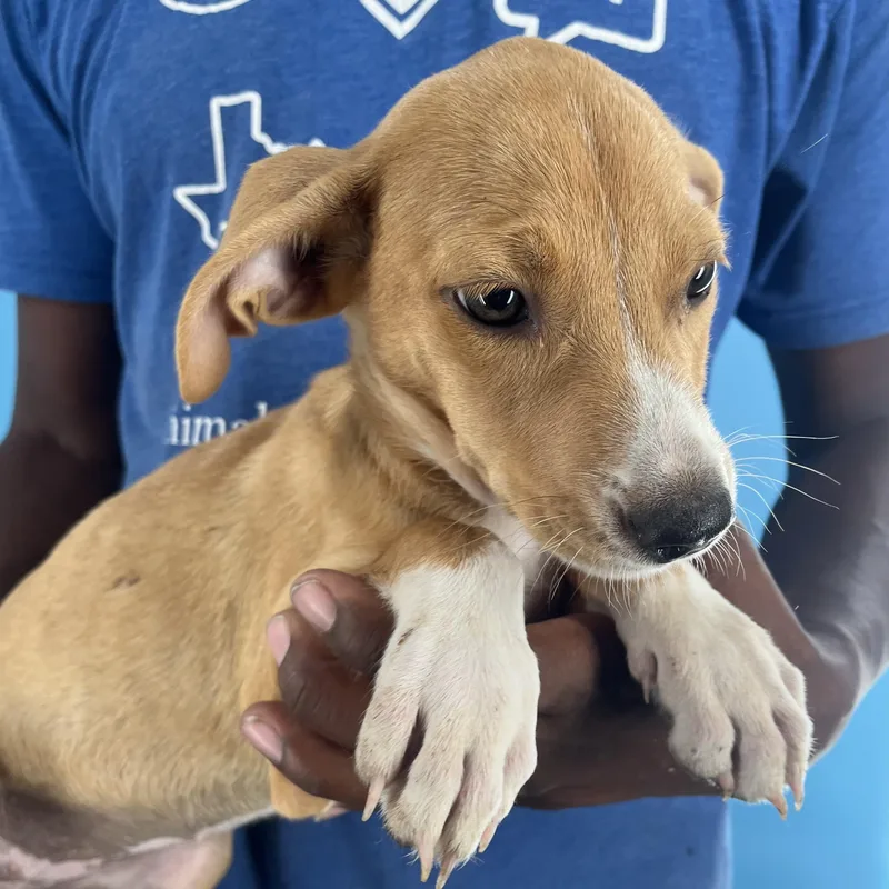 Buffy  Local April thumbnail 2