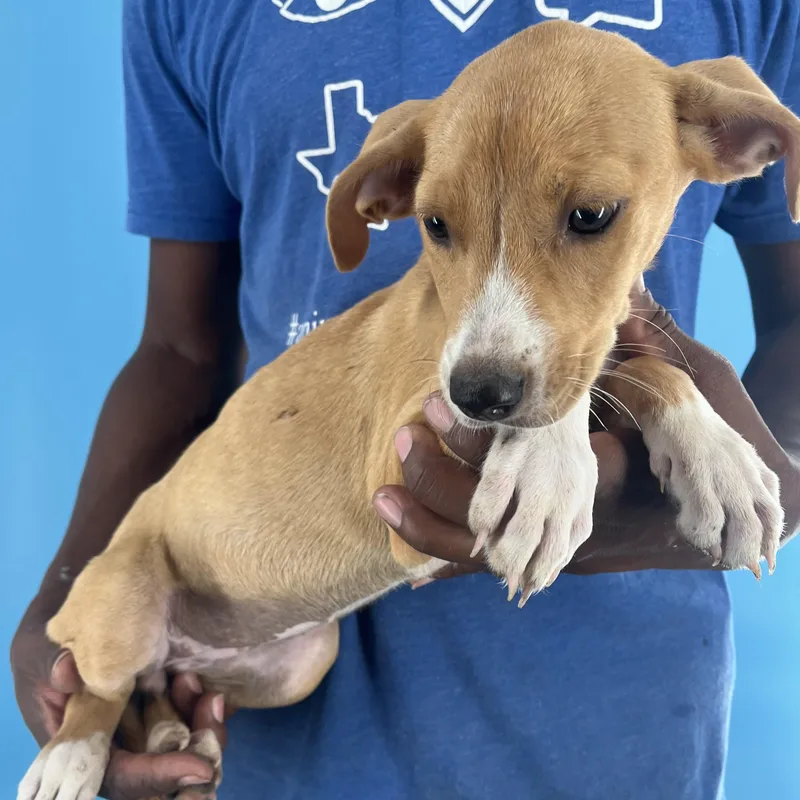 Buffy  Local April thumbnail 3