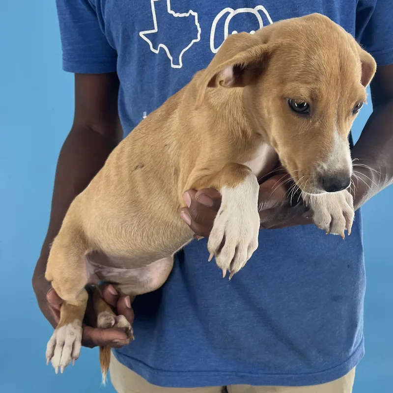 Buffy  Local April thumbnail 4