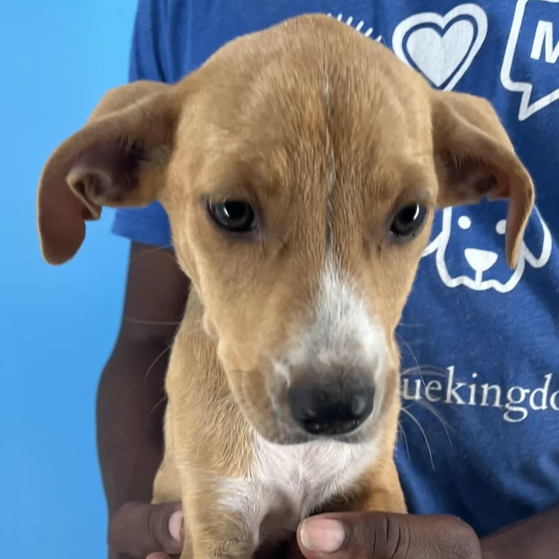 Buffy  Local April thumbnail 5