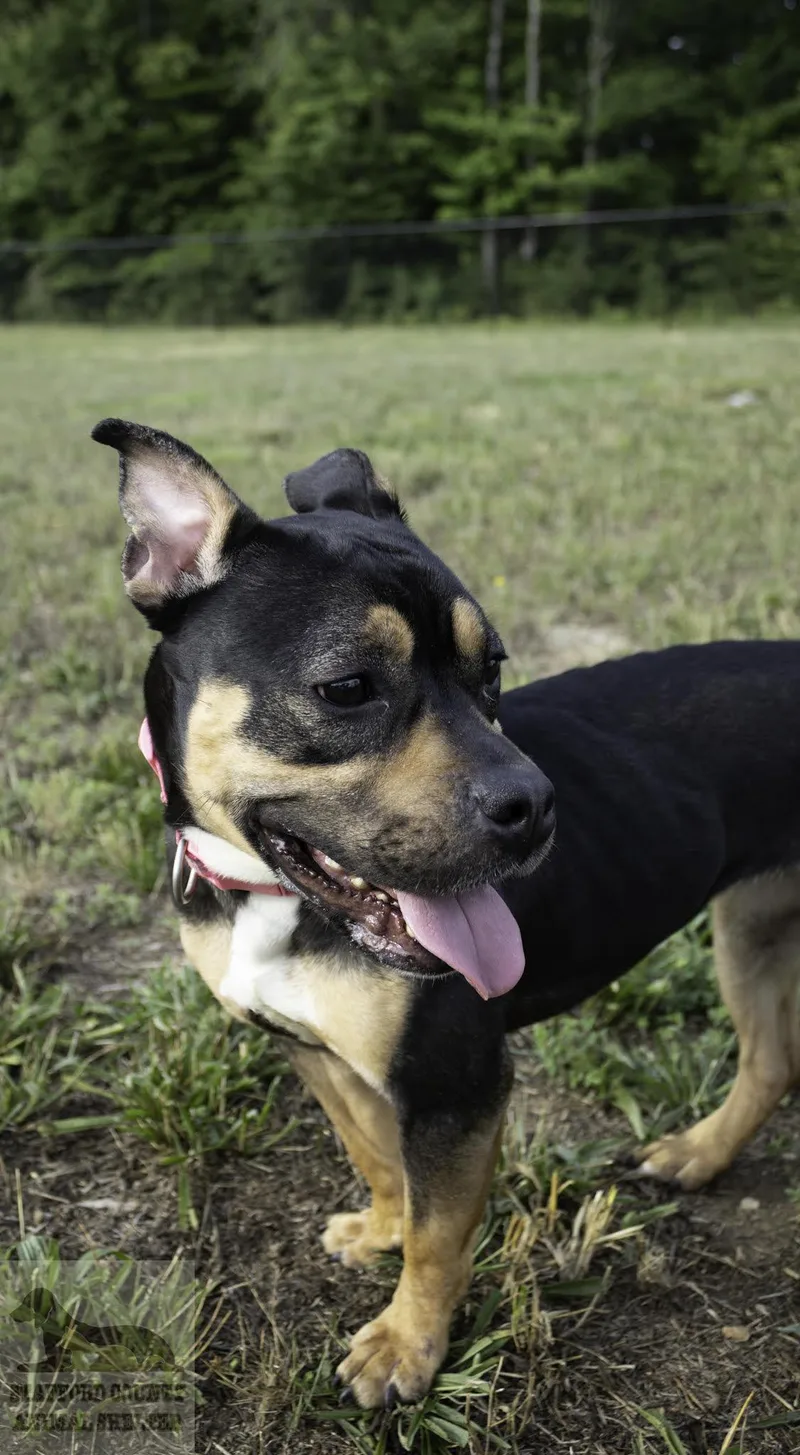 An adult medium-sized female Tricolor (Brown, Black, & White) Pit Bull Terrier dog named Chyla for adoption in Stafford, VA