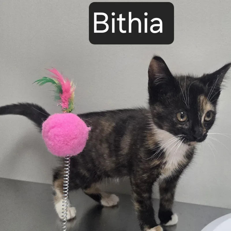 A baby medium-sized female Calico Domestic Short Hair cat named Bithia for adoption in SNOW HILL, NC