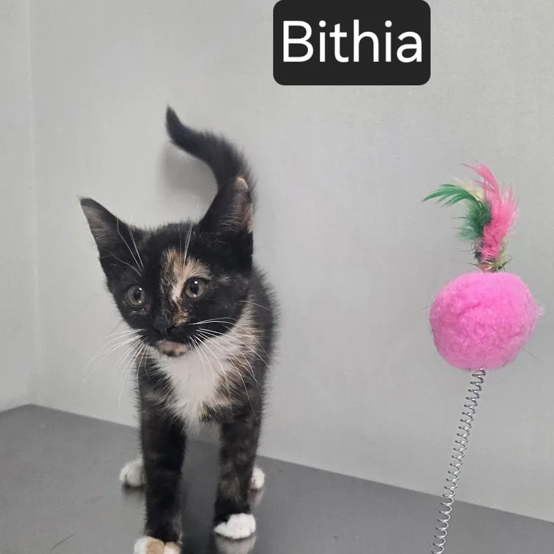 Bithia thumbnail 2