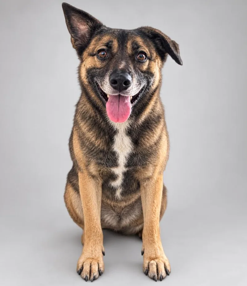 A young medium-sized male Mixed Breed dog named Booboo for adoption in Waverly, NY