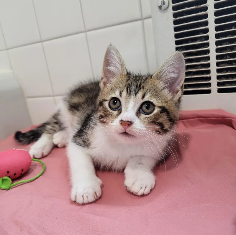 A baby small-sized male Tabby (Buff / Tan / Fawn) Domestic Short Hair cat named Elmer's Glue for adoption in Milwaukee, WI
