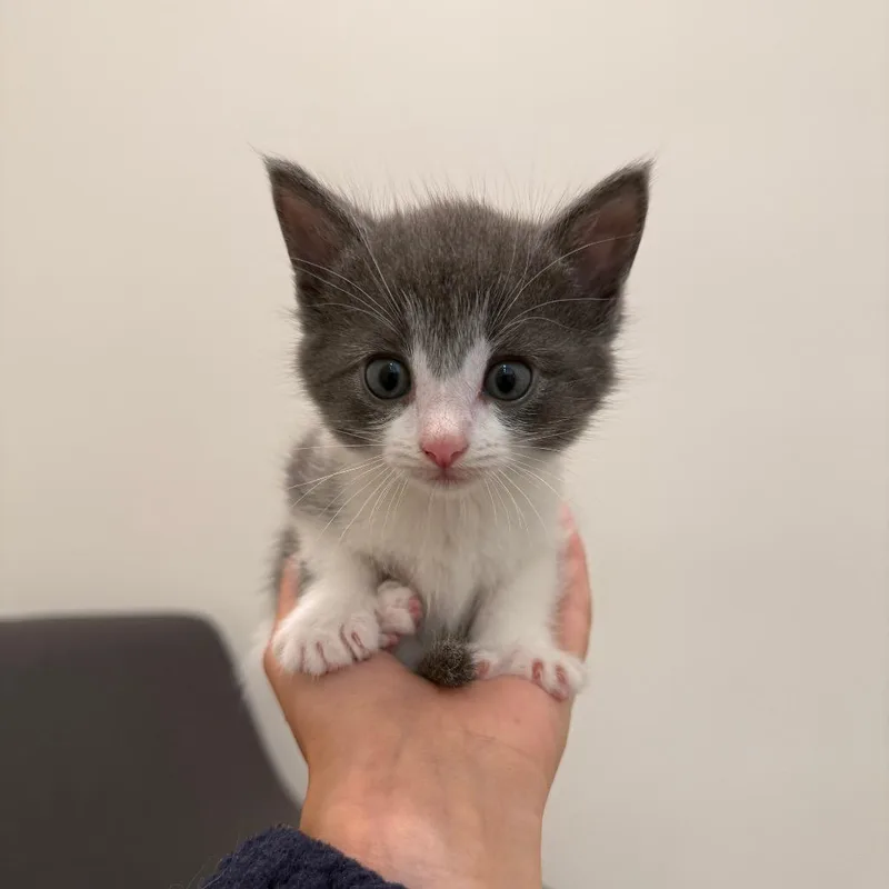 A baby medium-sized female Domestic Short Hair cat named Frisbee for adoption in Evanston, IL