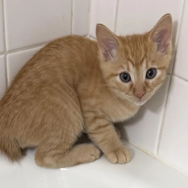 A baby small-sized male Orange / Red Domestic Short Hair cat named Hades for adoption in Grantsville, UT