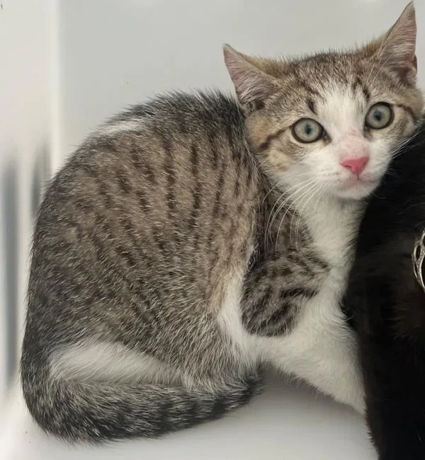 A baby small-sized male Domestic Short Hair cat named Spaghetti for adoption in Staten Island, NY