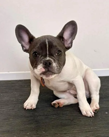 A baby small-sized female White / Cream French Bulldog dog named Ruby for adoption in Annapolis, MD