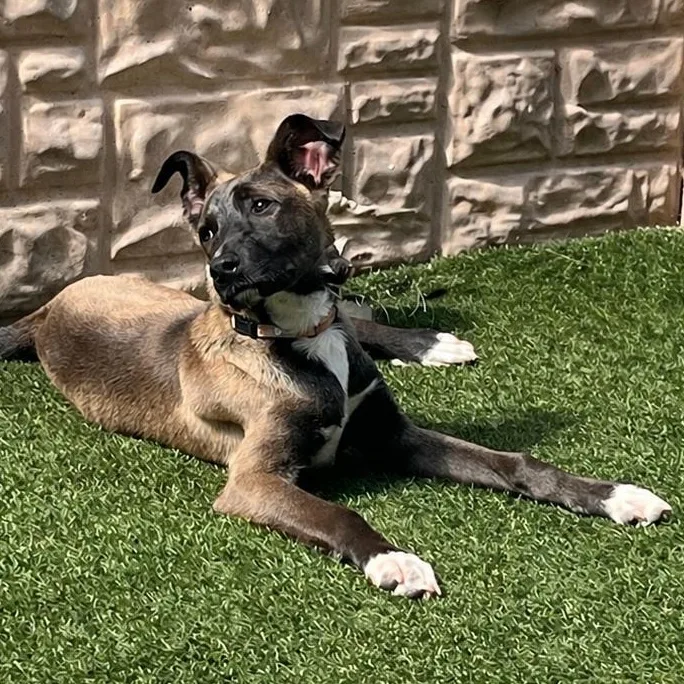 A young medium-sized female Bicolor Belgian Shepherd / Malinois dog named Maracas for adoption in Houston, TX
