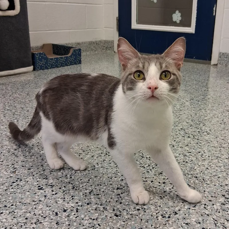 A young medium-sized male Gray / Blue / Silver Domestic Short Hair cat named Grub for adoption in Dayton, OH
