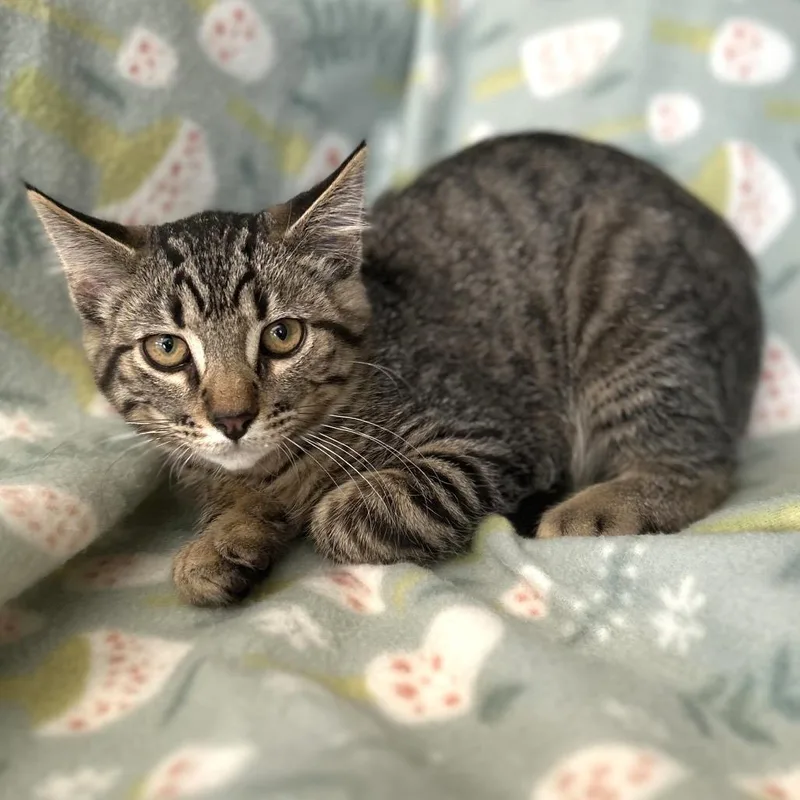 A young medium-sized male Tabby (Brown / Chocolate) Domestic Short Hair cat named Logan for adoption in Blackfoot, ID