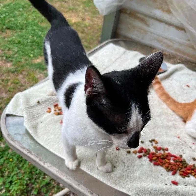 A young medium-sized male American Shorthair cat named Oreo for adoption in mount vernon, AR