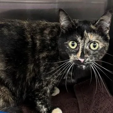 An adult medium-sized female Tortoiseshell Domestic Short Hair cat named Baby for adoption in Allegan, MI