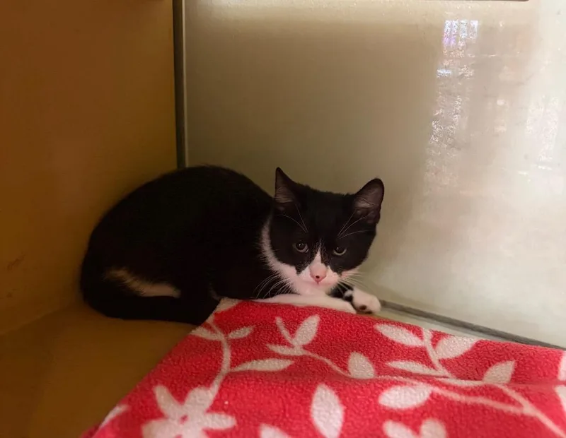A baby medium-sized female Domestic Short Hair cat named HaeSook for adoption in Fort Lupton, CO