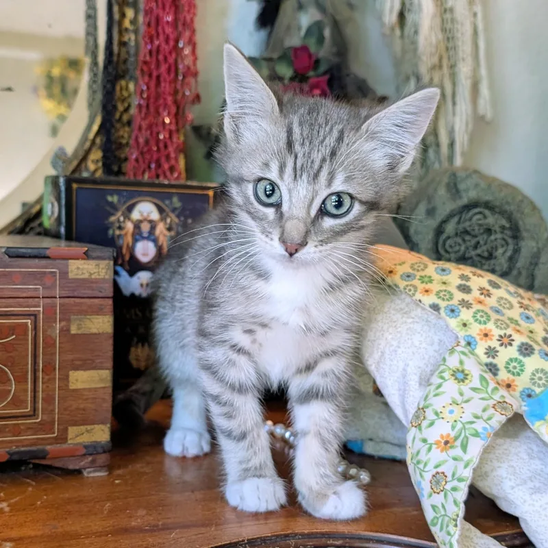 A baby medium-sized male Tabby (Gray / Blue / Silver) Domestic Short Hair cat named Hetepi for adoption in Midvale, UT