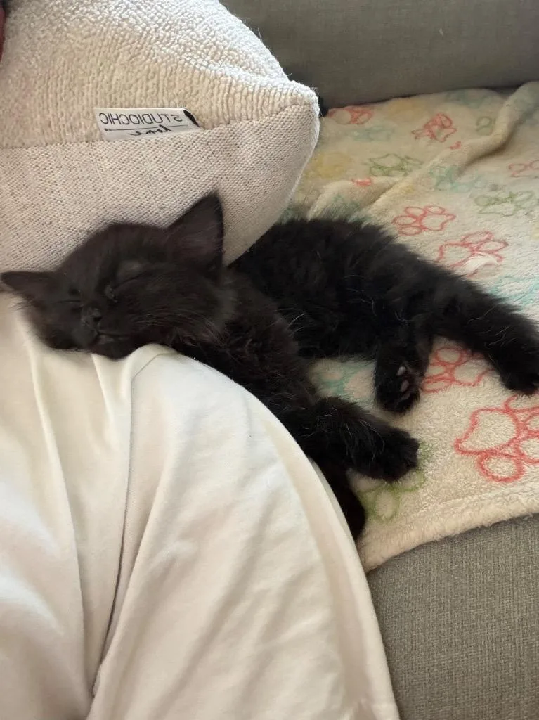 A baby medium-sized male Domestic Medium Hair cat named Piernicki for adoption in Fort Lupton, CO