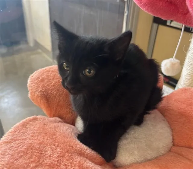 A baby small-sized female Domestic Long Hair cat named Jett for adoption in Lancaster, CA
