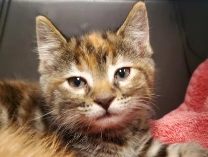A young large-sized female Domestic Short Hair cat named Loaded Nachos for adoption in Kansas City, MO